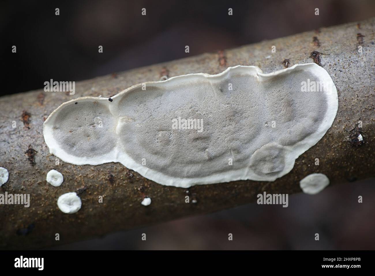 Bjerkandera adusta, known as the smoky polypore or smoky bracket, wild polypore from Finland Stock Photo