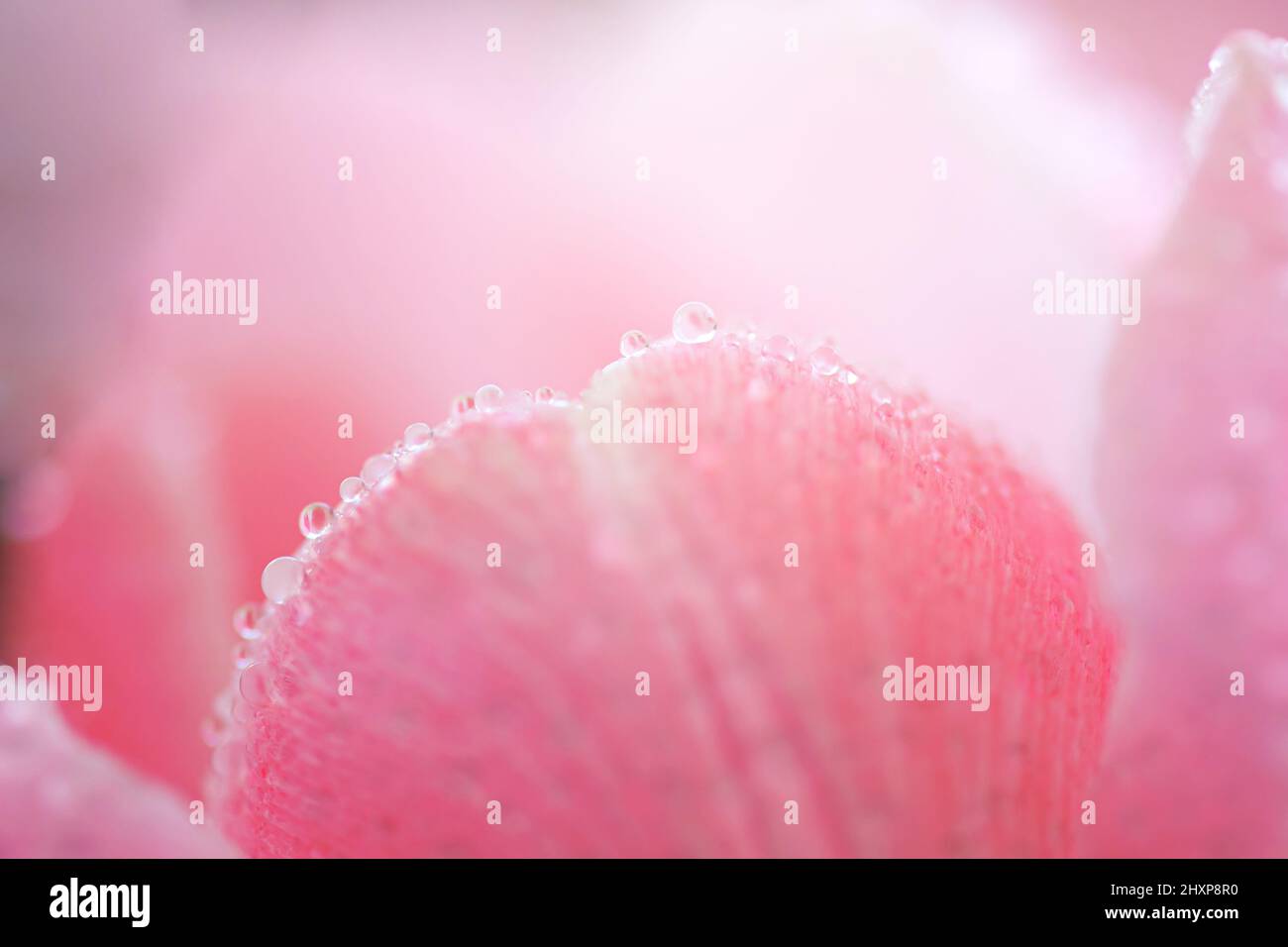 Spring tulips. Bouquet of fresh flowers with water drops Stock Photo ...