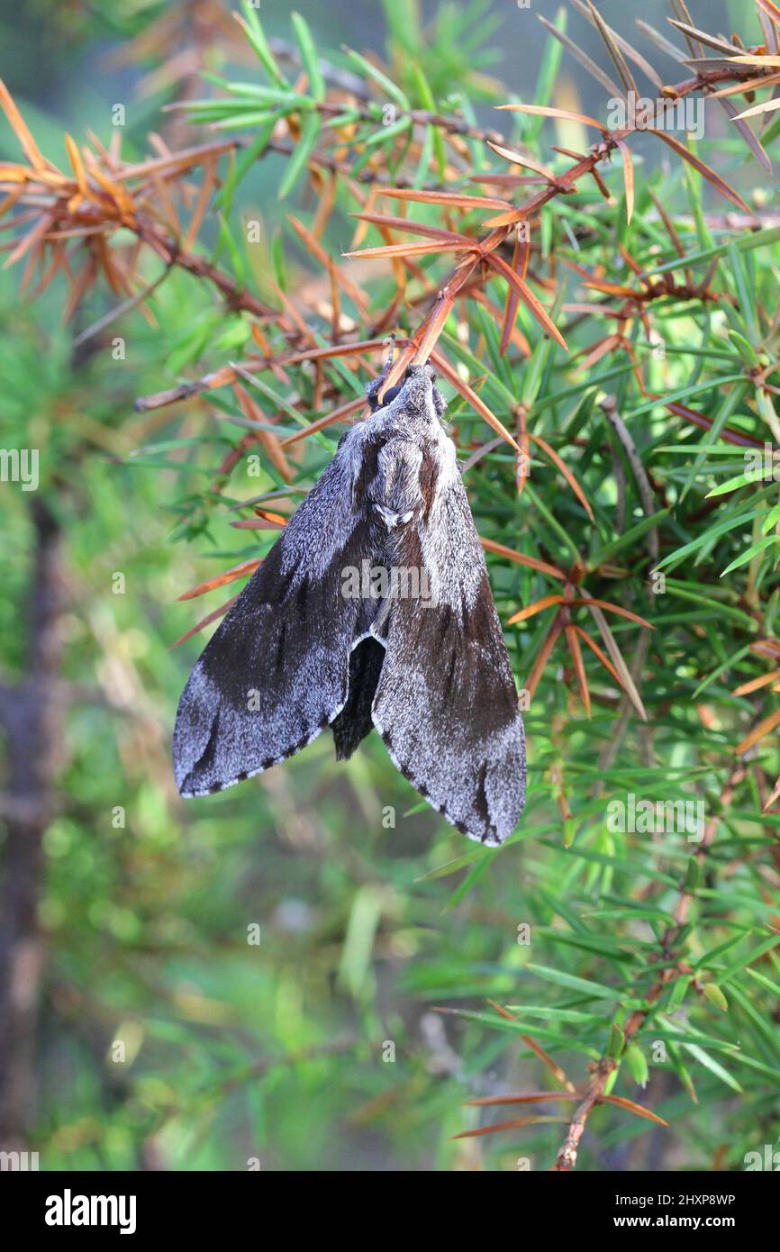 Sphinx pinastri, the pine hawk-moth Stock Photo