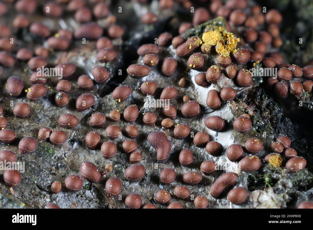 Perichaena corticalis, a slime mold growing on bark of common aspen, no common English name Stock Photo