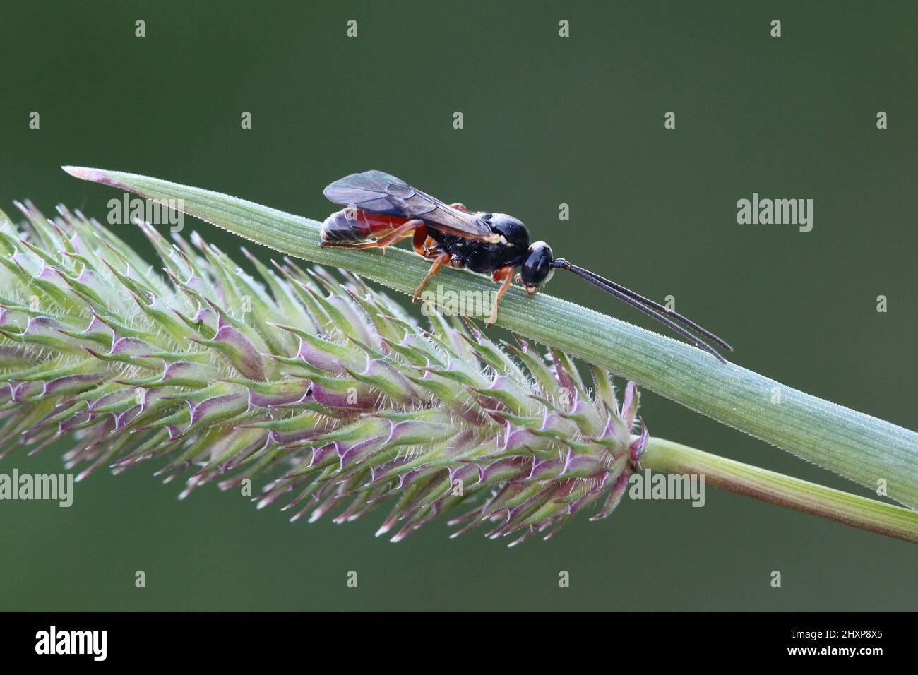 Parasitoid wasp on Timothy grass Stock Photo