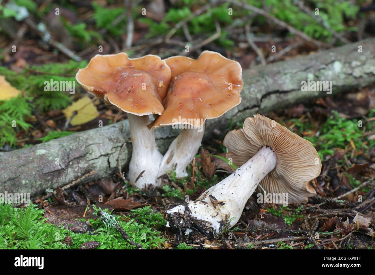 Cortinarius armeniacus, a webcap mushroom from Finland with no common english name Stock Photo