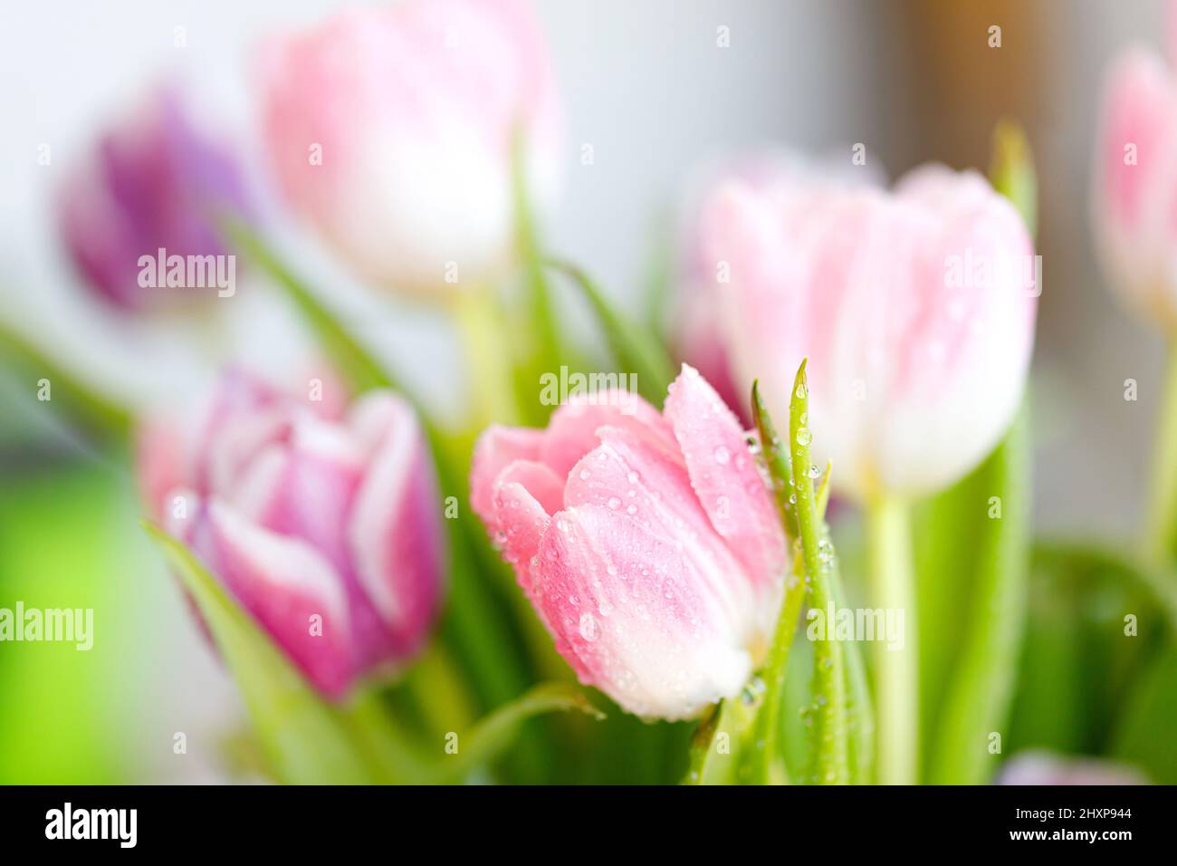 Spring tulips. Bouquet of fresh flowers with water drops Stock Photo ...