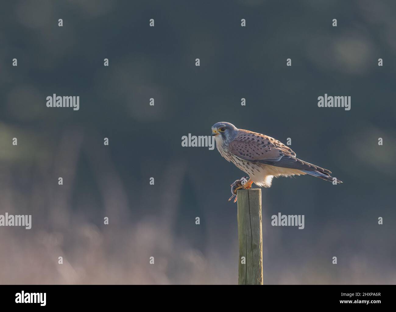 A clear shot of a beautiful male Kestrel sitting on a post with his lunch , a freshly caught vole. Suffolk, UK. Stock Photo