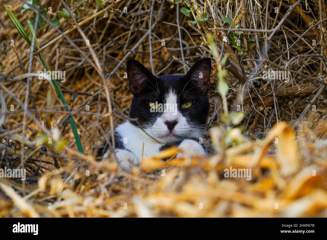 A portrait of a black and white cat looking out from among the plants in a field of garden Stock Photo