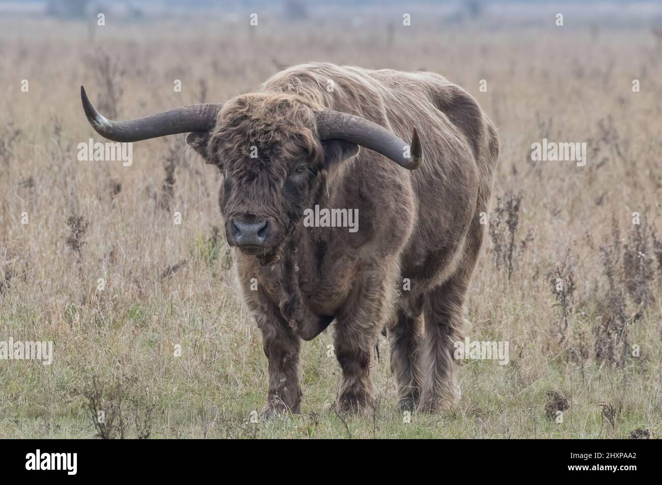 A large Highland Bul standing looking at the camera.. He has enormous horns and is used for conservation grazing in the Cambridgeshire Fens. UK Stock Photo