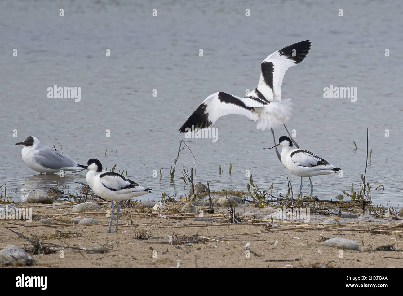 Avocettes, Hâble d'Ault, baie de Somme, Picardie Stock Photo