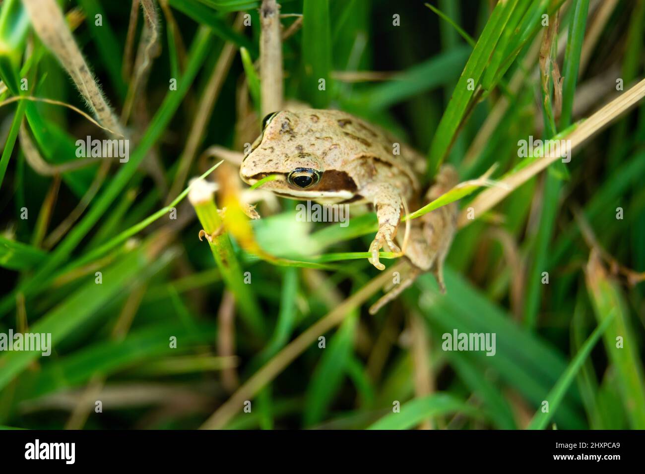 Common grass frog hi-res stock photography and images - Alamy