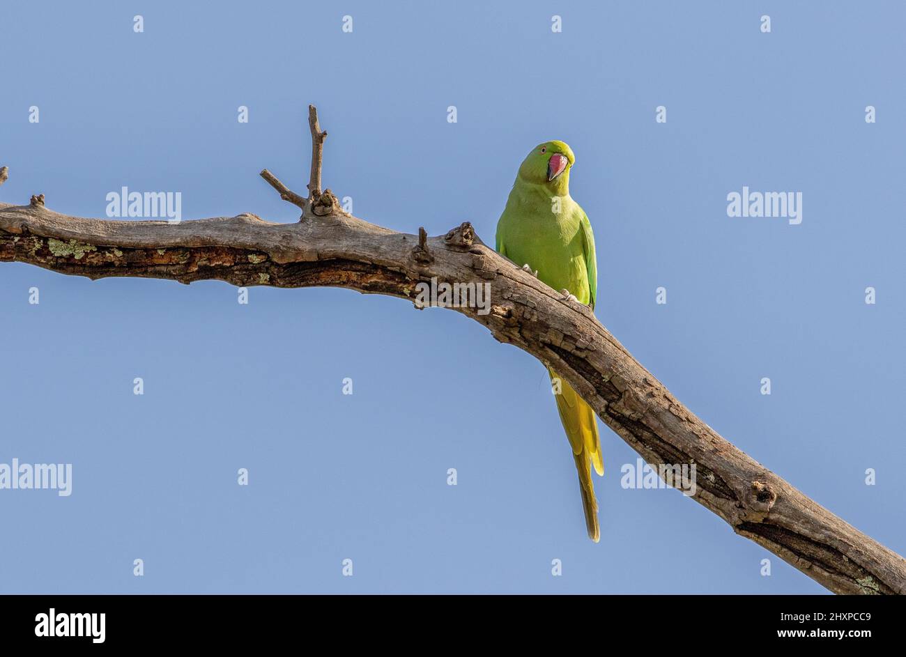 Rose-ringed Parakeet, Pretoria, South Africa Stock Photo