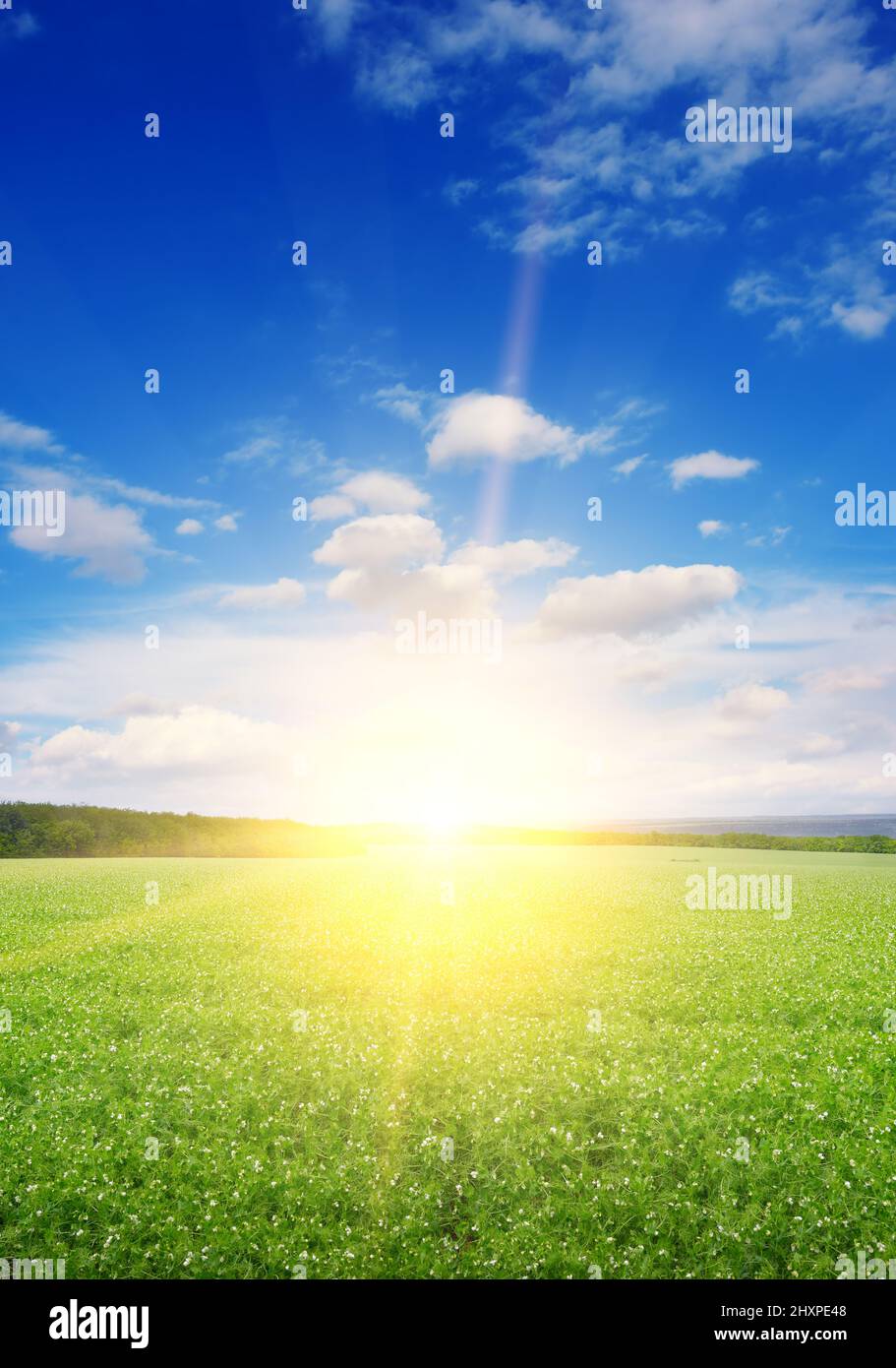 Vertical landscape green pea field and beautiful sunrise. Stock Photo