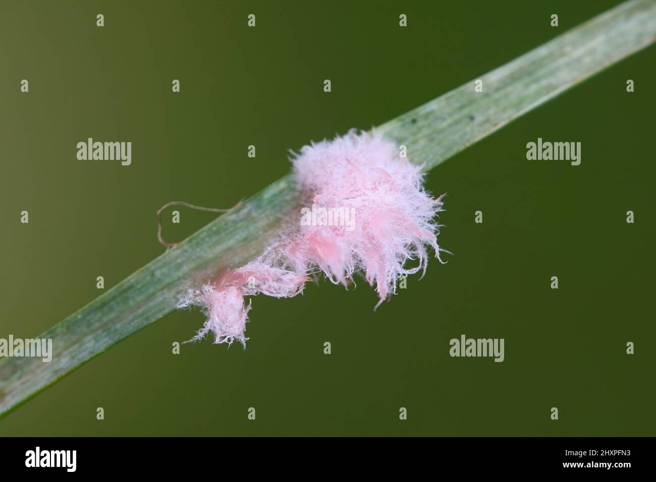 Laetisaria fuciformis, known as Red thread disease, a plant pathogen infecting lawns, here in small, pink, cotton wool-like mycelium stage Stock Photo