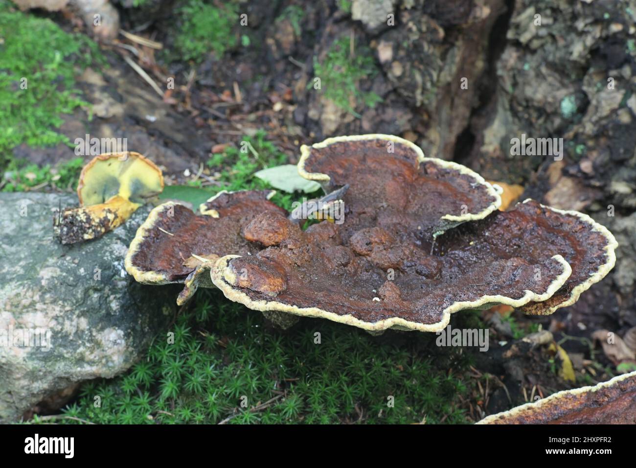 Buchwaldoboletus lignicola, the Wood Bolete, growing parasitic on velvet-top fungus, Phaeolus schweinitzii Stock Photo