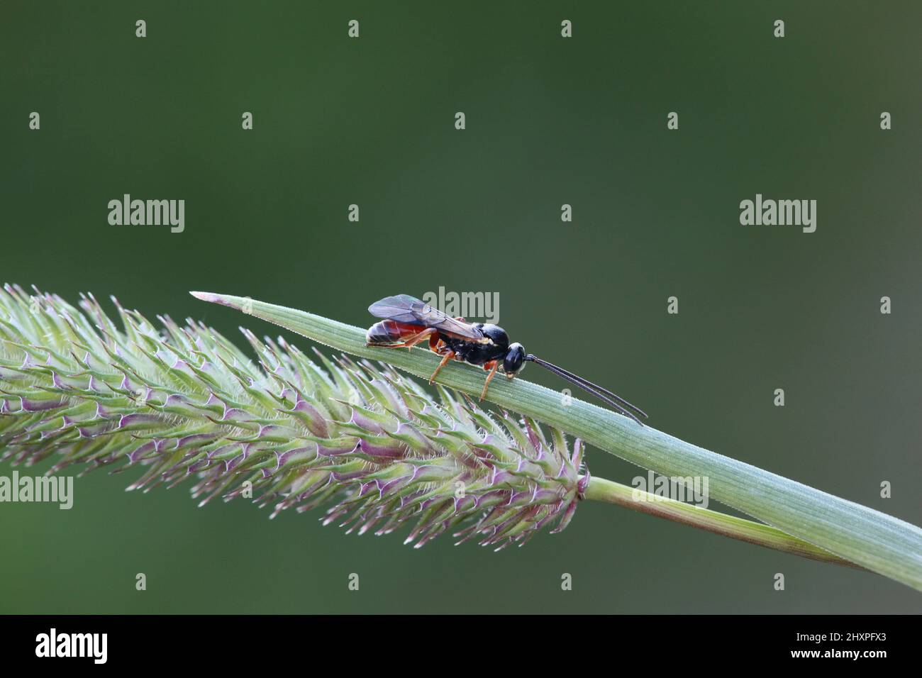 Parasitoid wasp on Timothy grass Stock Photo