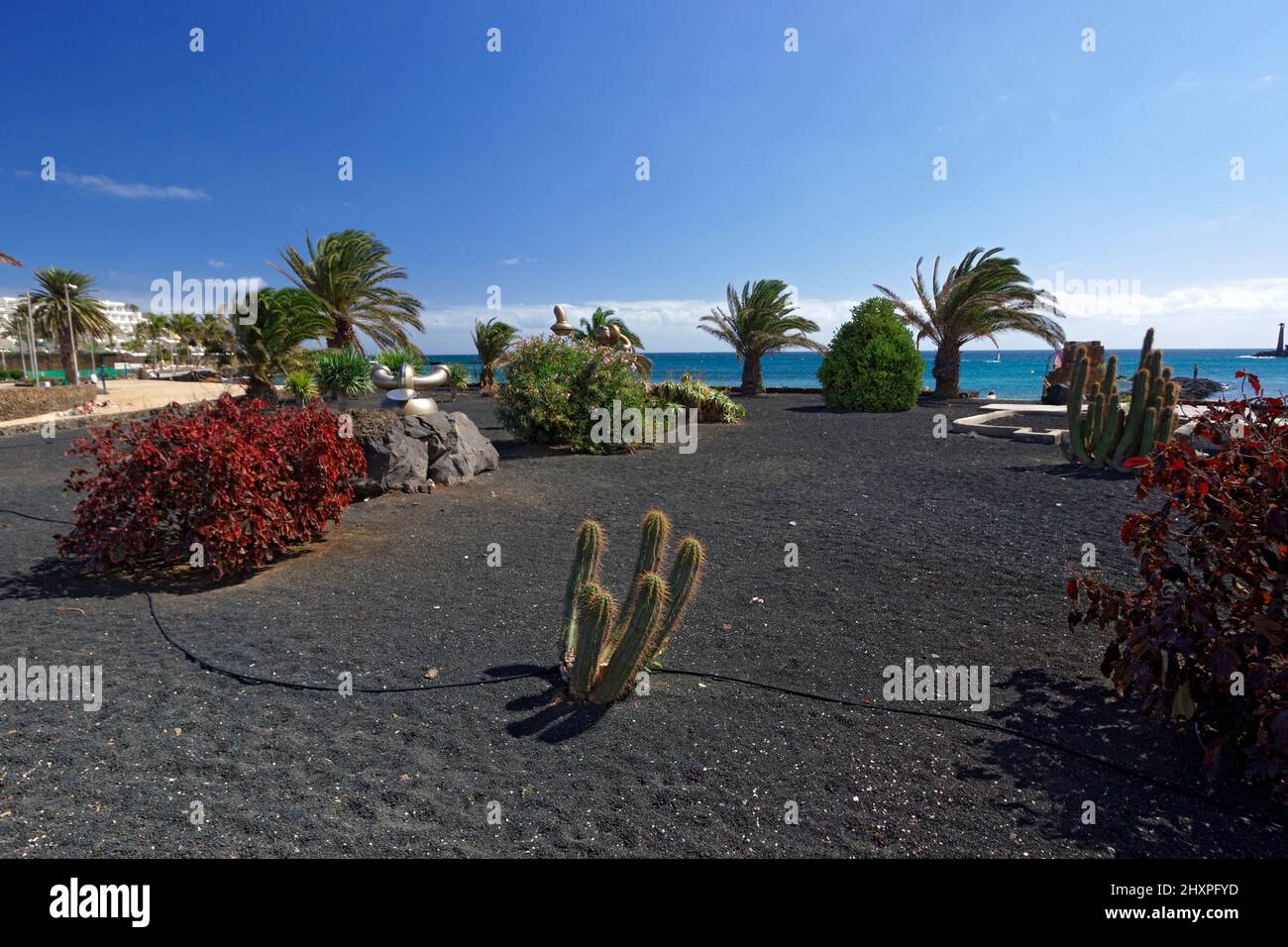 Cactus garden, Playa De Las Cucharas, Costa Teguise,Lanzarote, Canary ...