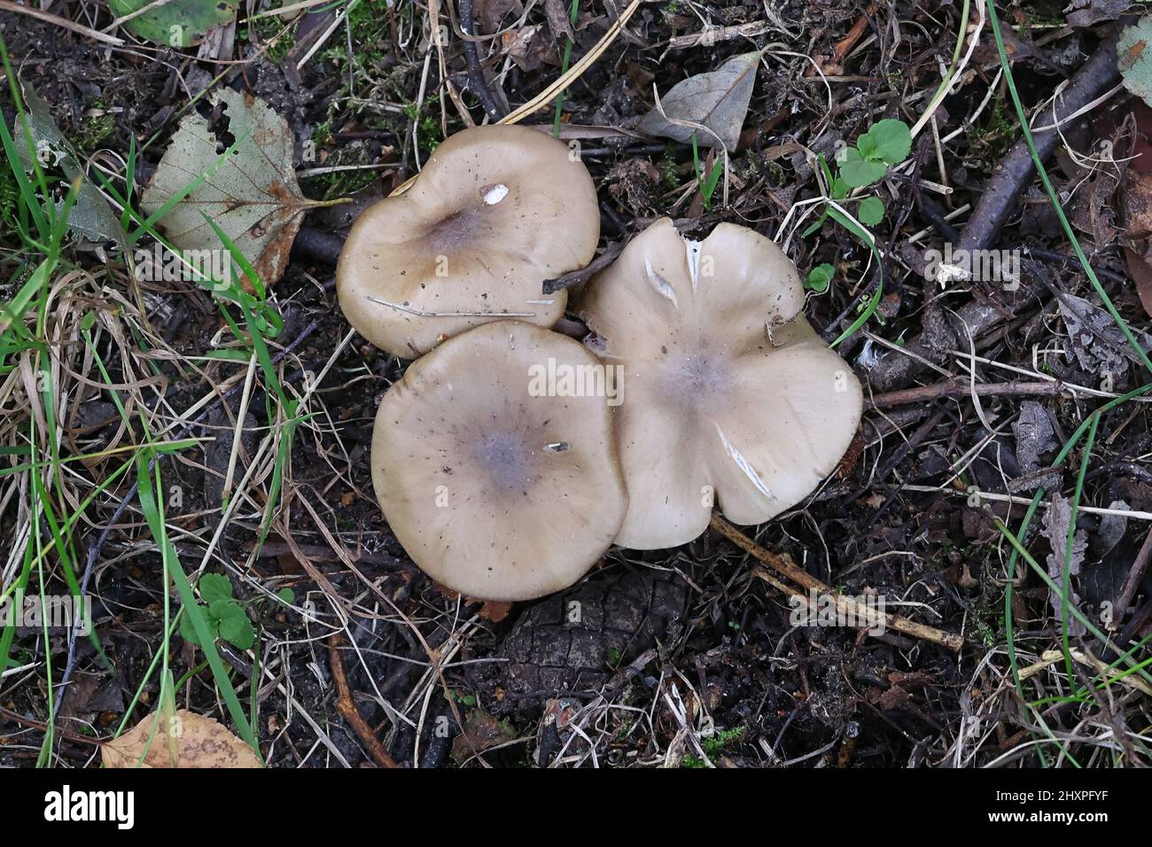 Entoloma clypeatum, known as the Shield Pinkgill, wild mushroom from Finland Stock Photo