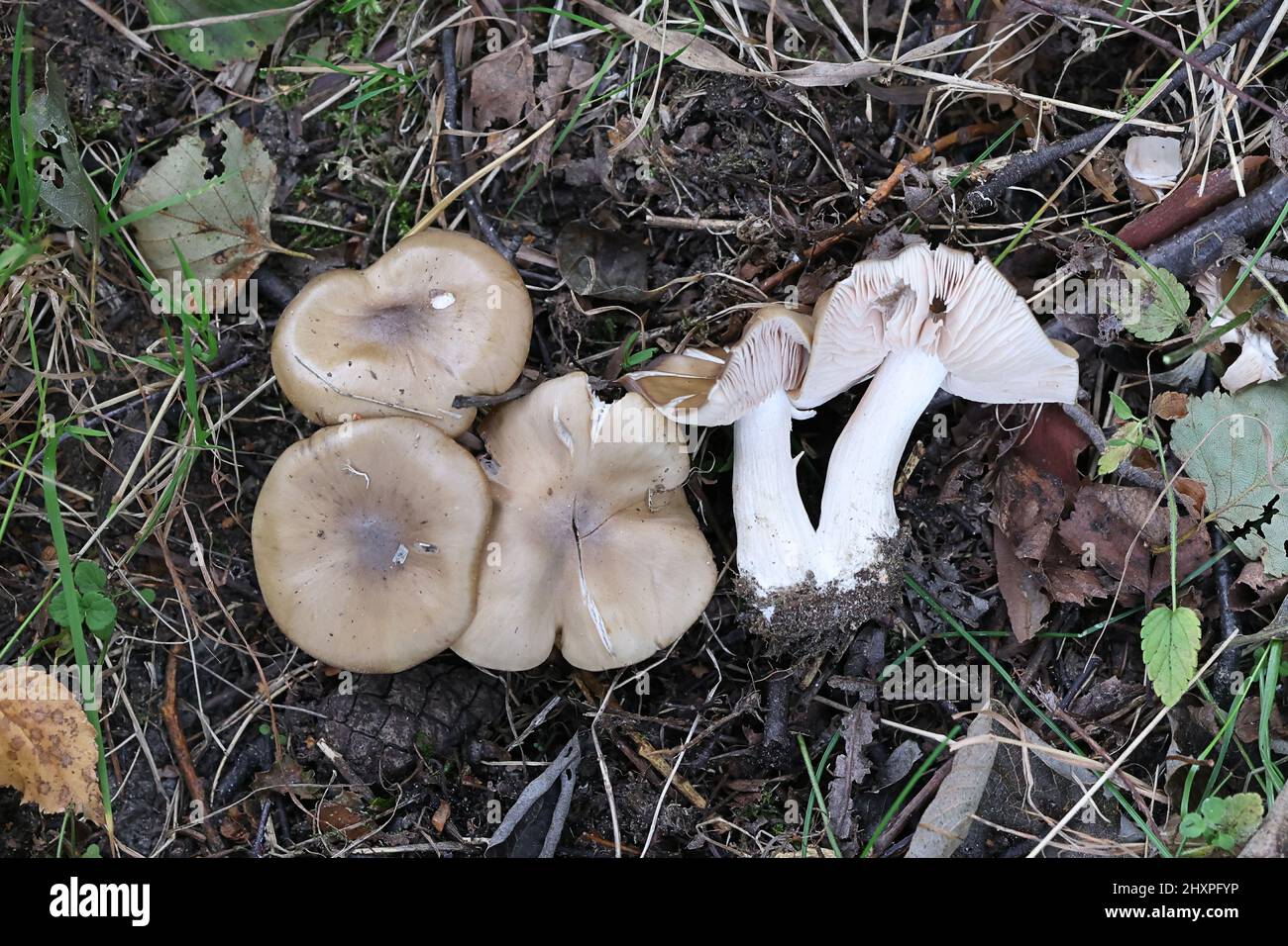 Entoloma clypeatum, known as the Shield Pinkgill, wild mushroom from Finland Stock Photo