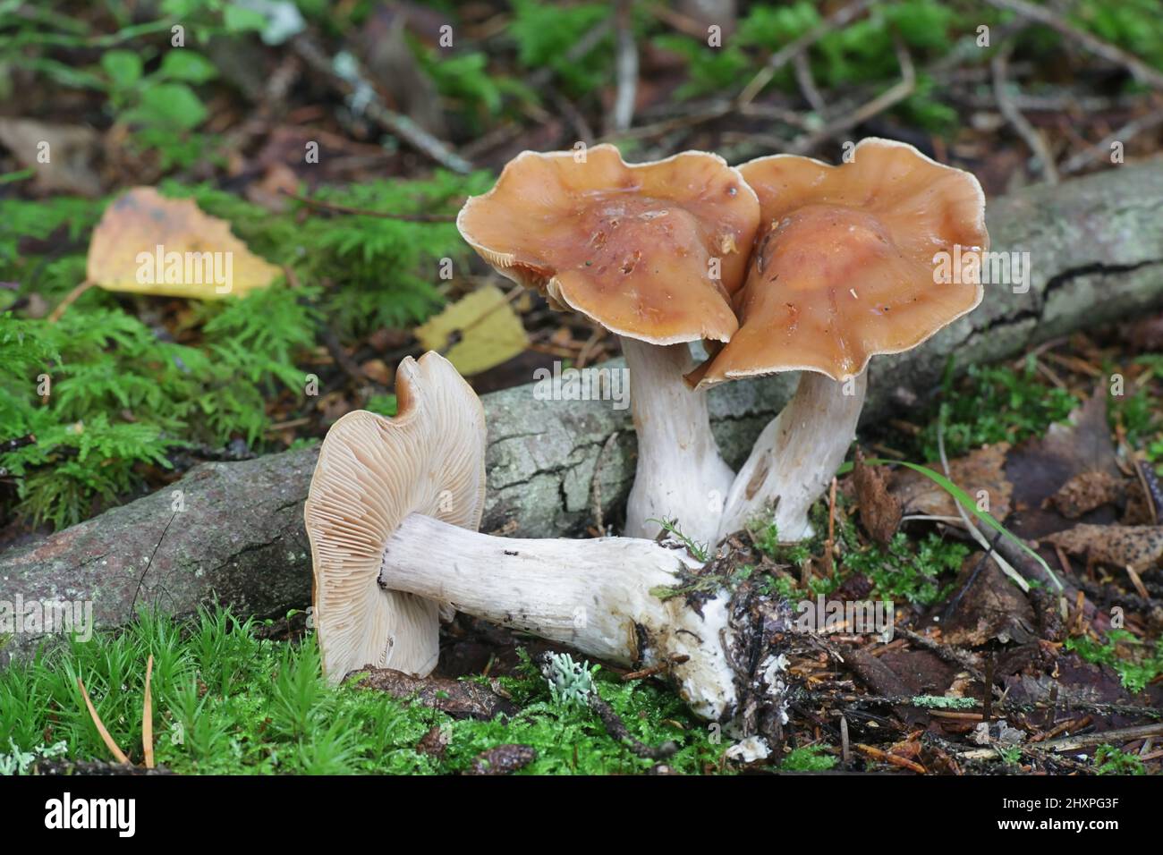 Cortinarius armeniacus, a webcap mushroom from Finland with no common english name Stock Photo