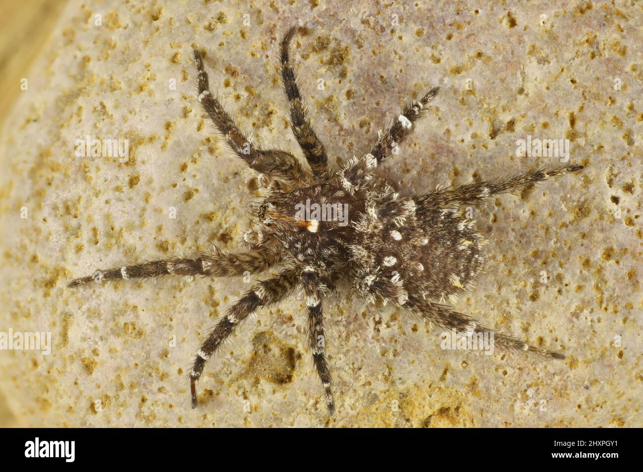 Magnified, isolated dorsal view of Wandering Ghost Spider (Zorinae) that has been paralysed by a spider wasp, South Australia Stock Photo