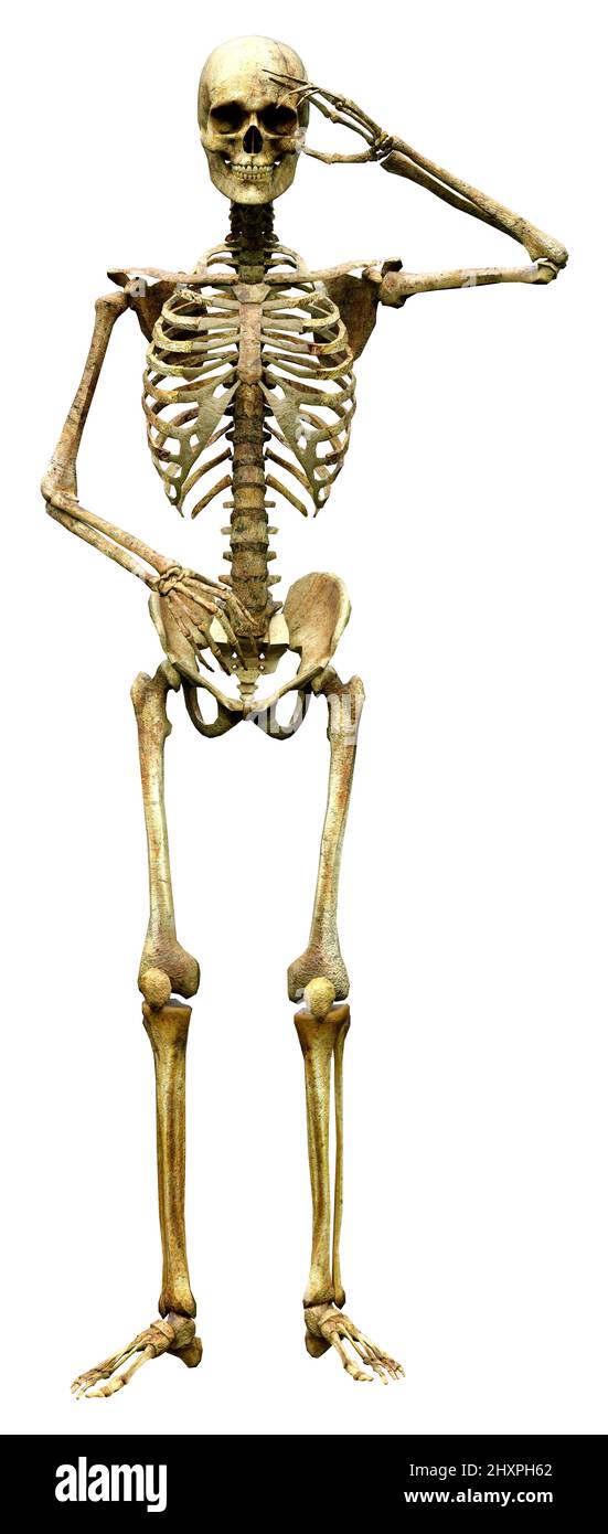 3D rendering of a human skeleton isolated on white background Stock ...