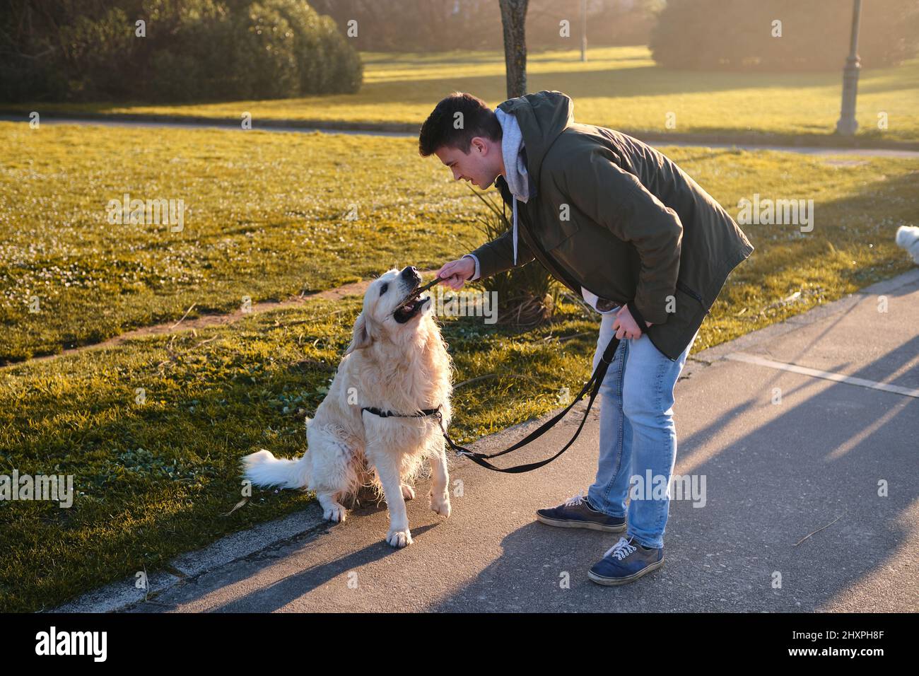 Caucasian boy training a golden retriever dog with a stick in a green