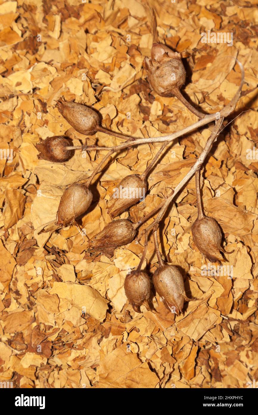 what do tobacco seeds look like Virginia tobacco and tobacco seeds Stock Photo