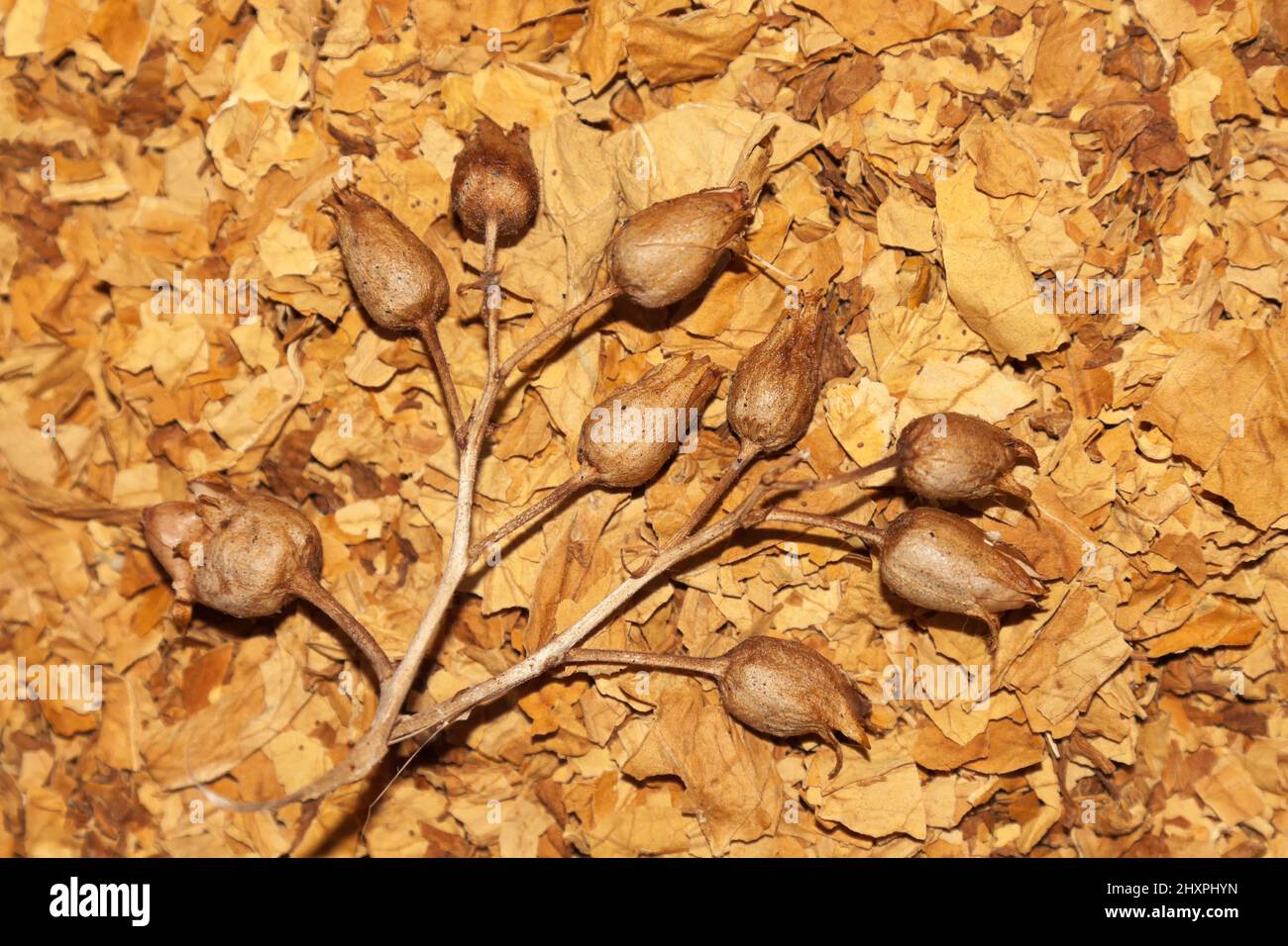 Virginia tobacco and tobacco seeds Stock Photo Alamy