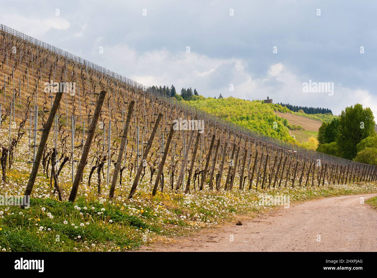 Riesling vineyard in the Moselle Valley in Germany, landscape in rhineland palatine Stock Photo