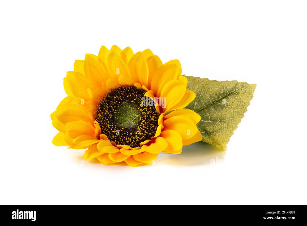 Sunflowers isolated on white background Stock Photo - Alamy