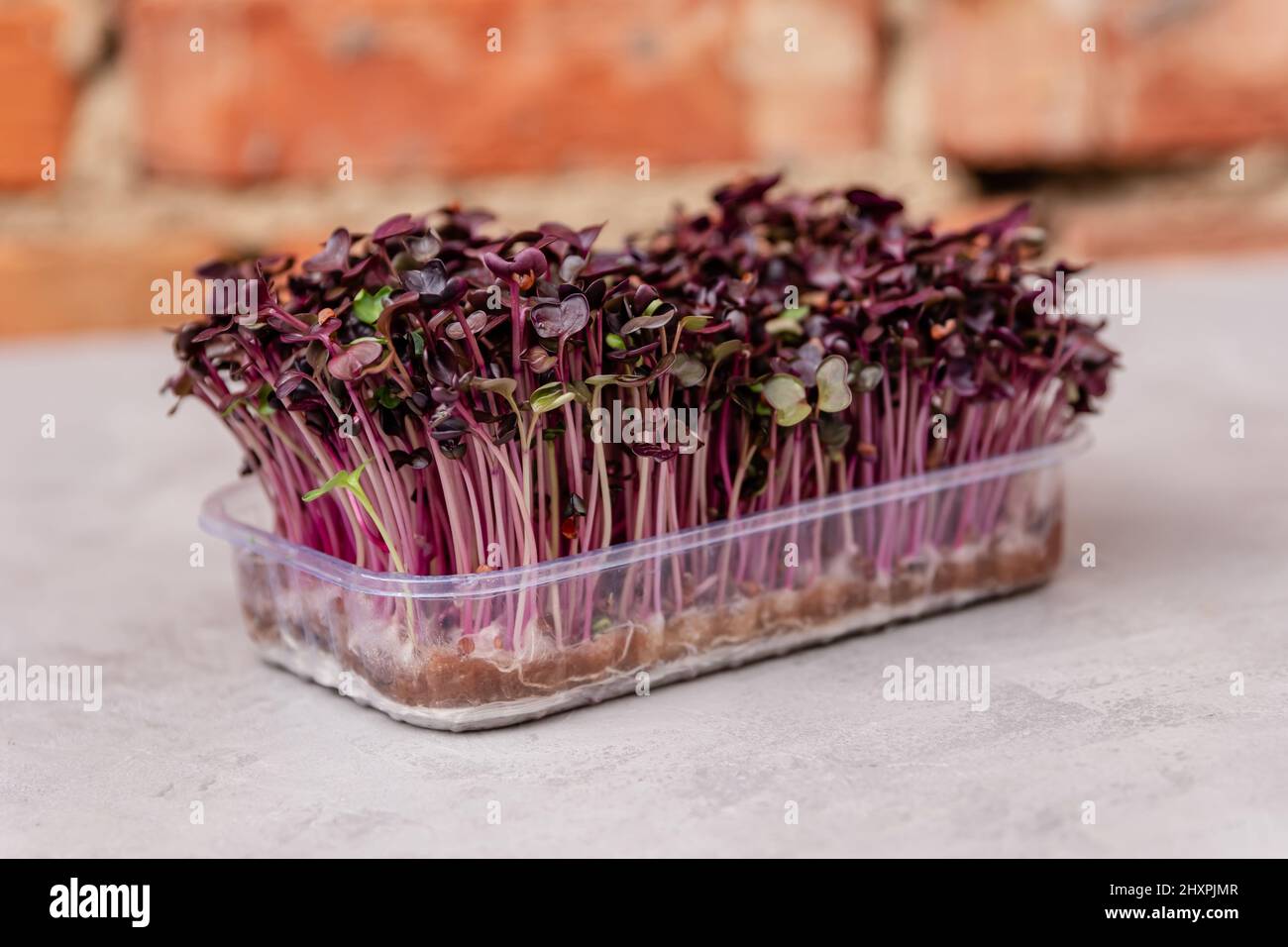 Seed germination at home. Vegan and healthy eating concept Stock Photo ...