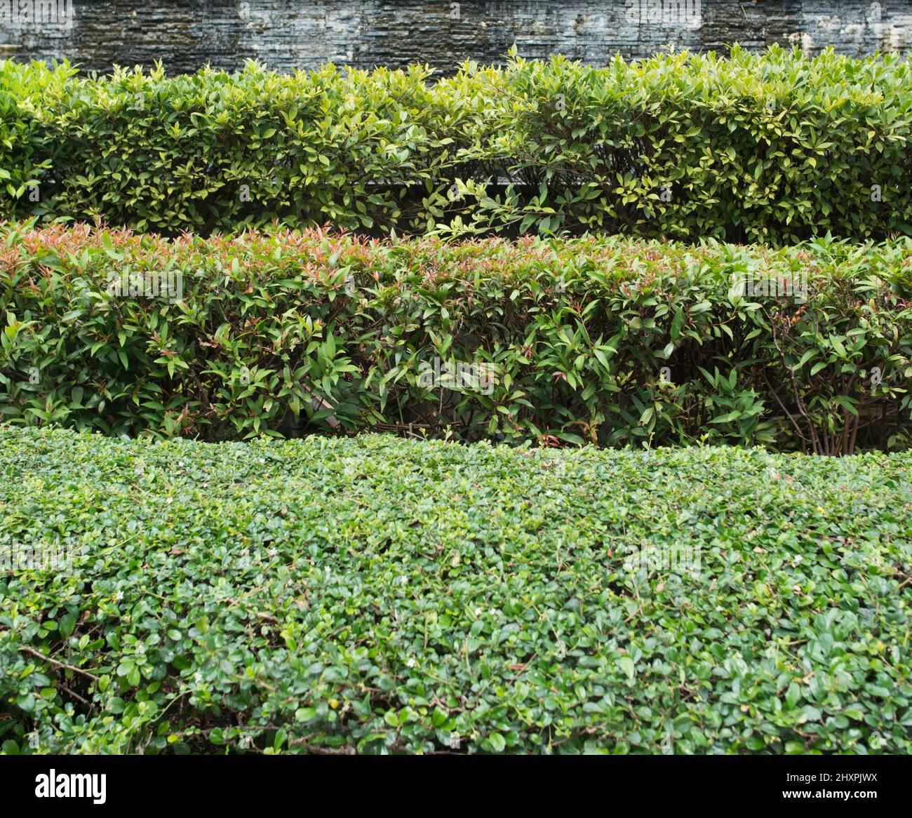 Straight trimmed bushes, green fence. Landscape design. Several rows of