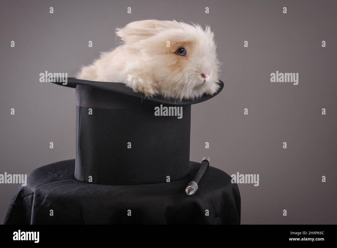 Magic hat with beautiful white rabbit. Close up Stock Photo