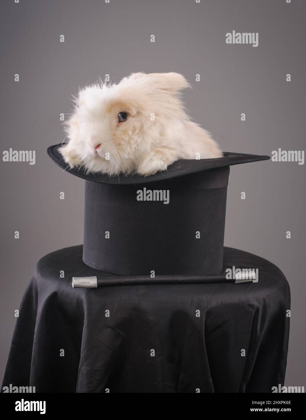 Magic hat with beautiful white rabbit. Close up Stock Photo - Alamy