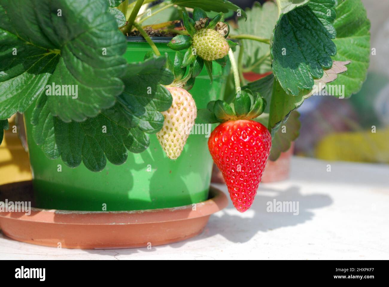 Strawberry plant growing in the pot Stock Photo - Alamy