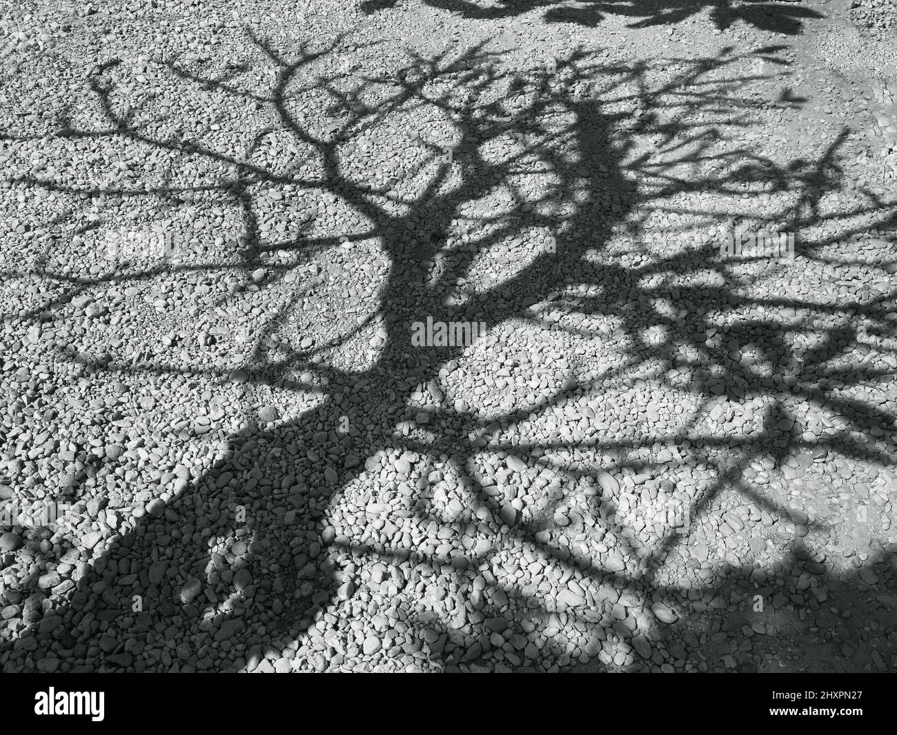 Tree branches shade and shadow in gray color on the ground Stock Photo