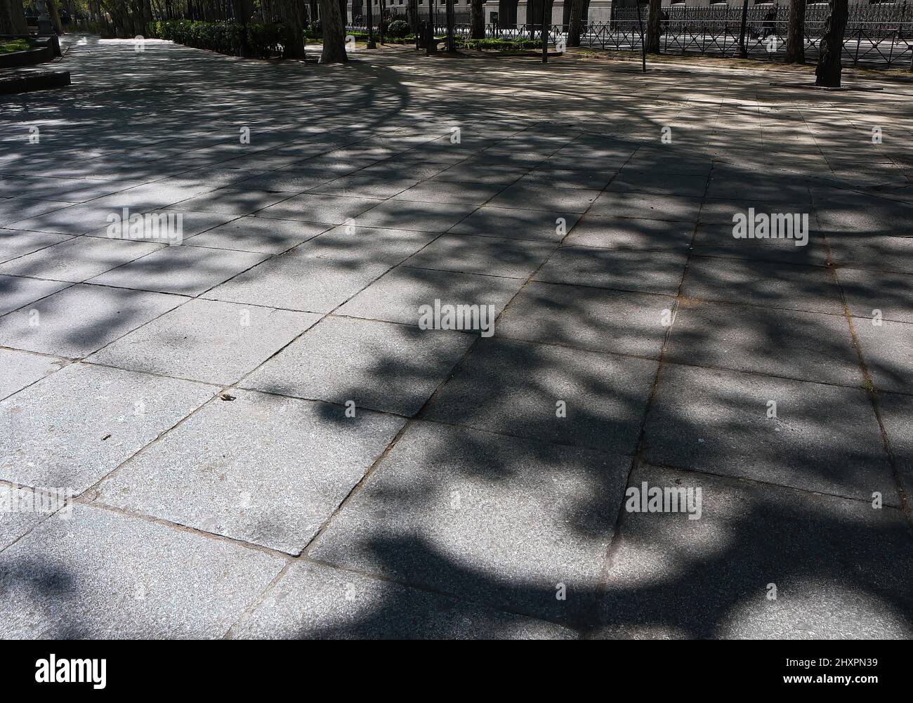 Tree branches shade and shadow in gray color on the pavement Stock Photo