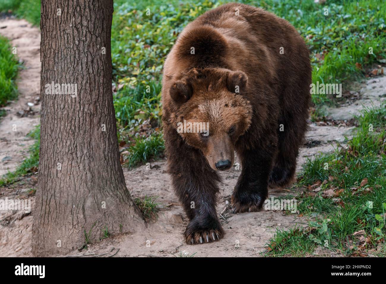 Brown bear in the forest. Kamchatka bear (Ursus arctos beringianus) Stock Photo