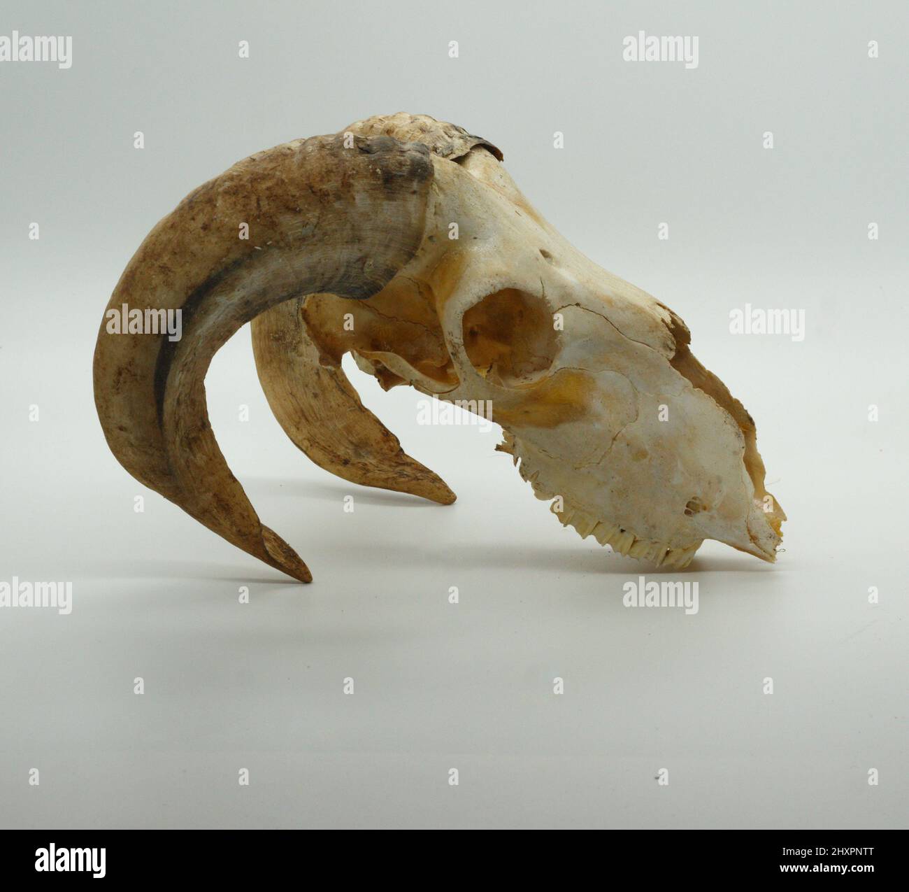 Ram skull isolated on white background Stock Photo