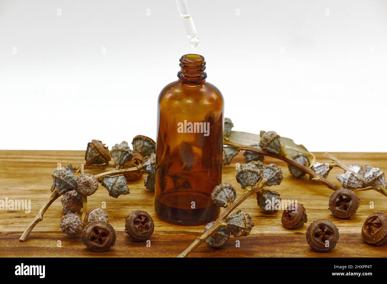 Eucalyptus fruits, eucalyptus for making essential, aromatic oil on