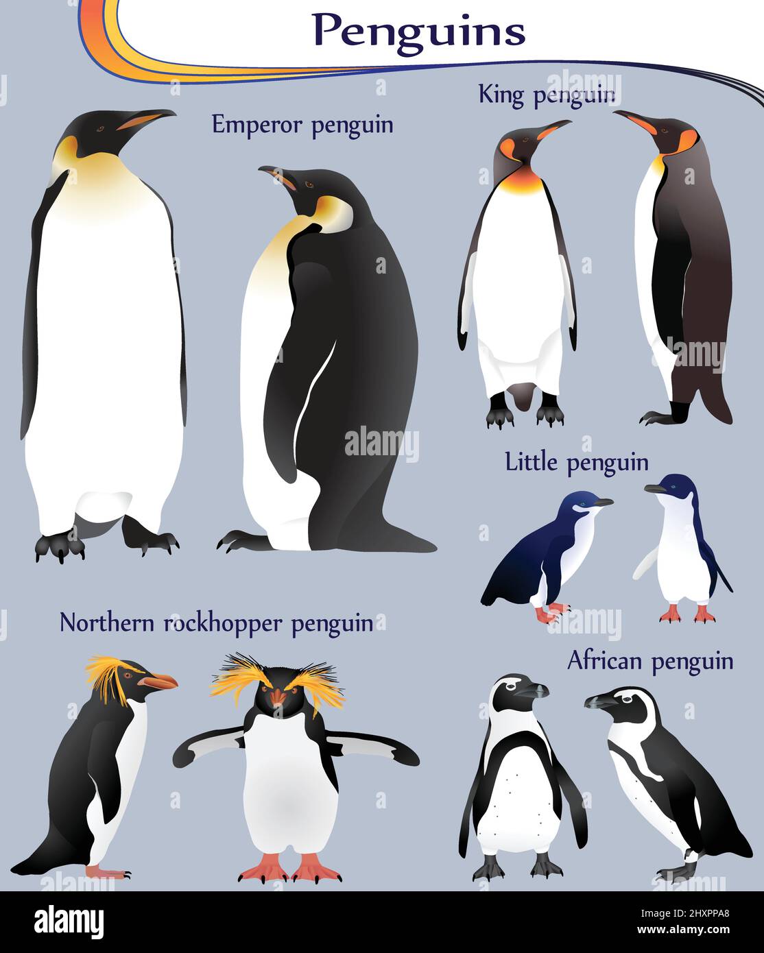 King Penguin Vs Emperor Penguin