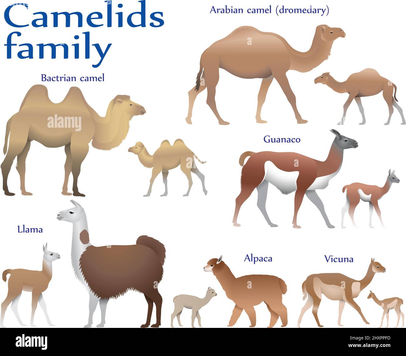 Collection of different species of mammals of camel family, adults and cubs, in colour image: bactrian camel, arabian camel (dromedary), llama, alpaca Stock Vector