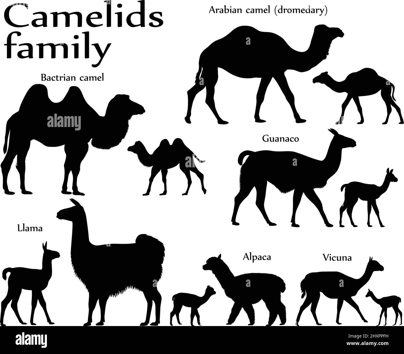 Collection of different species of mammals of camel family, adults and cubs, in silhouette: bactrian camel, arabian camel (dromedary), llama, alpaca, Stock Vector
