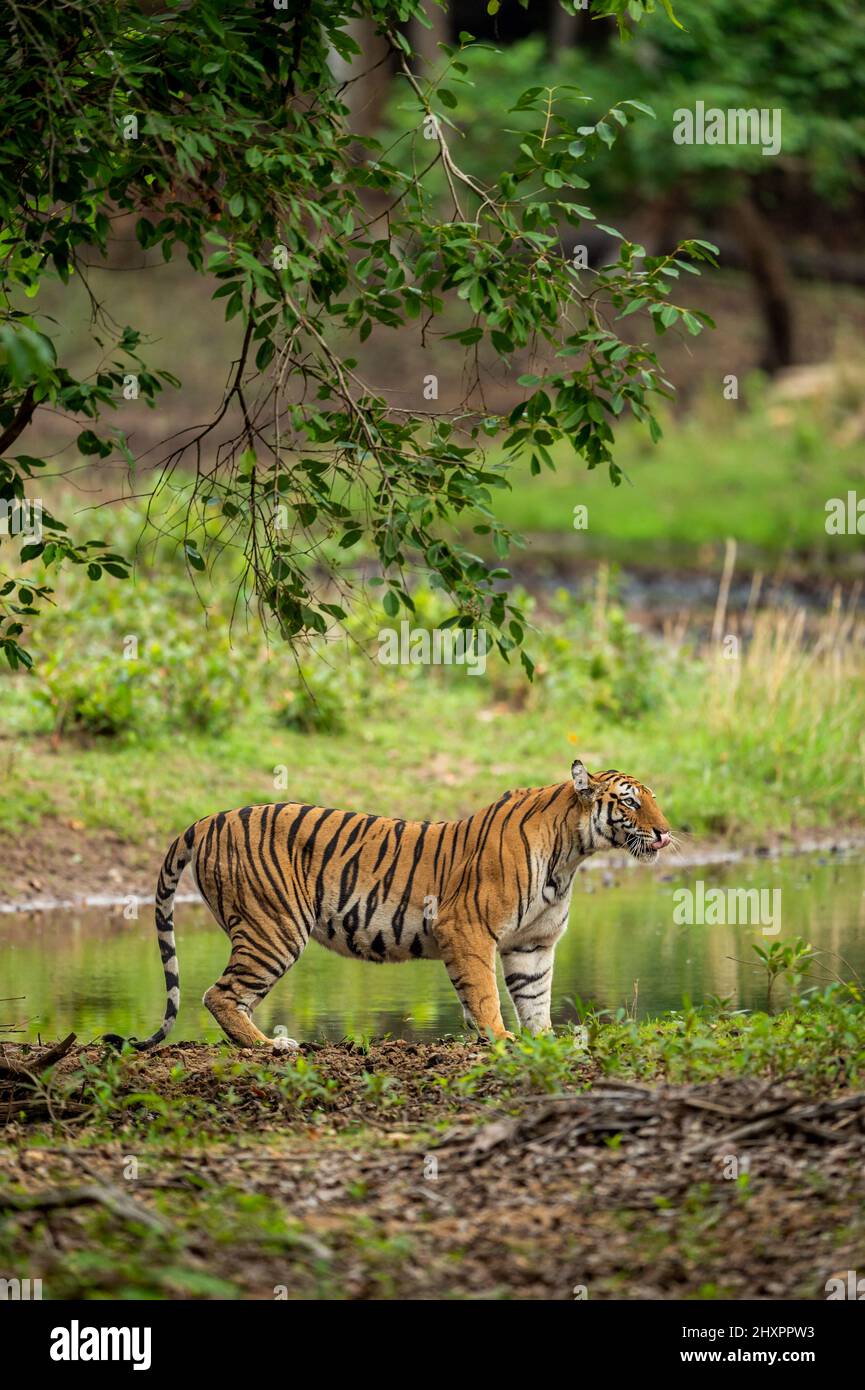 wild bengal female tiger stalking prey in natural scenic green background in outdoor jungle safari at bandhavgarh national park forest tiger reserve Stock Photo