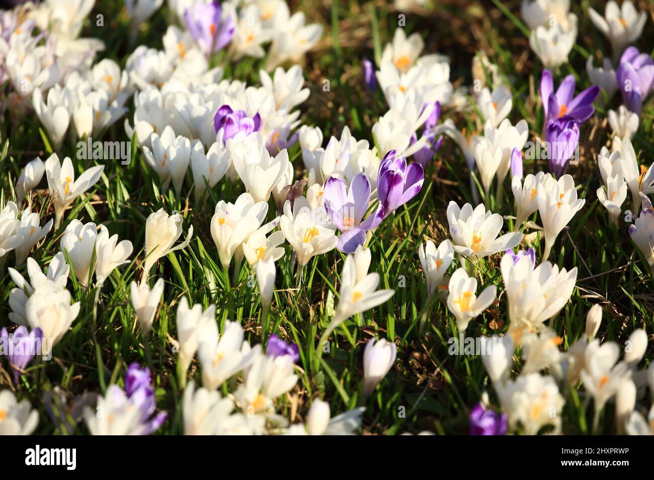 Saffron flowers on meadow in spring Stock Photo