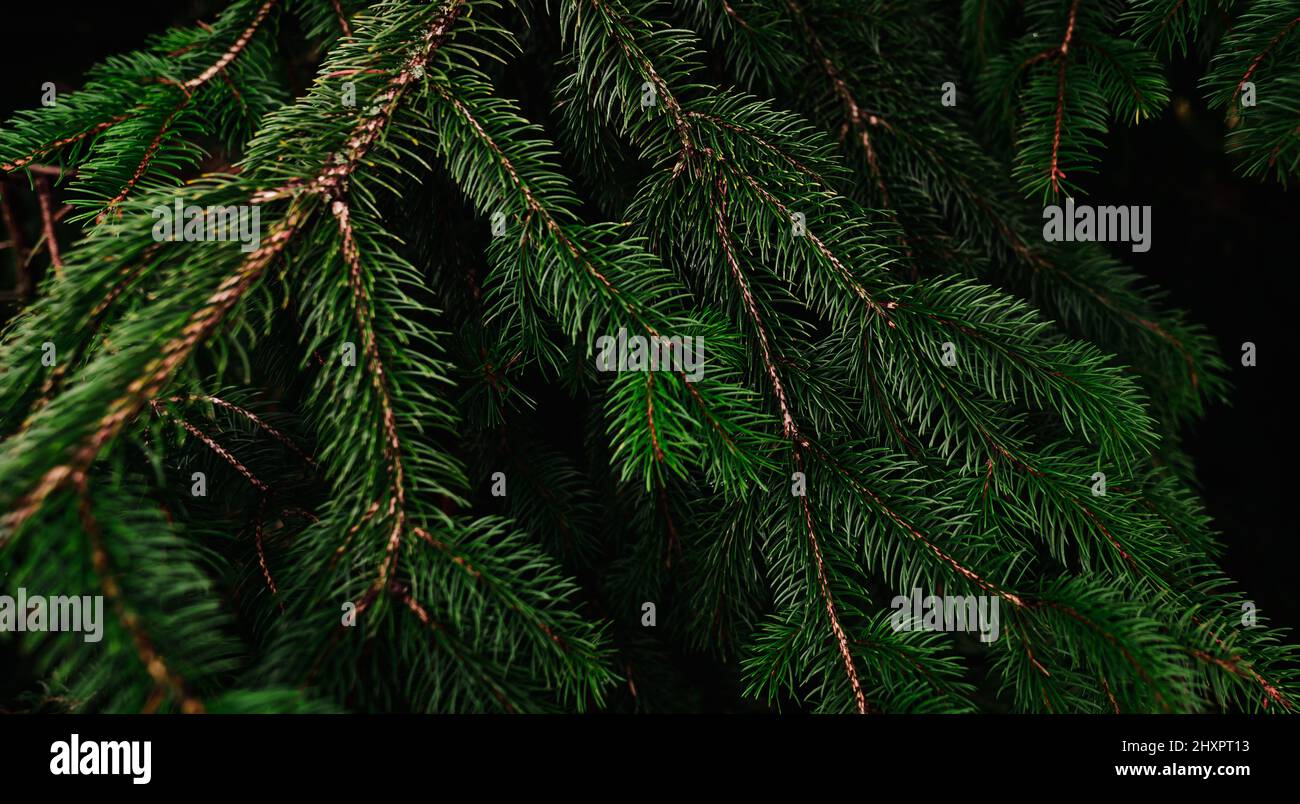 Green pine tree leaves and branches on dark background in the forest ...