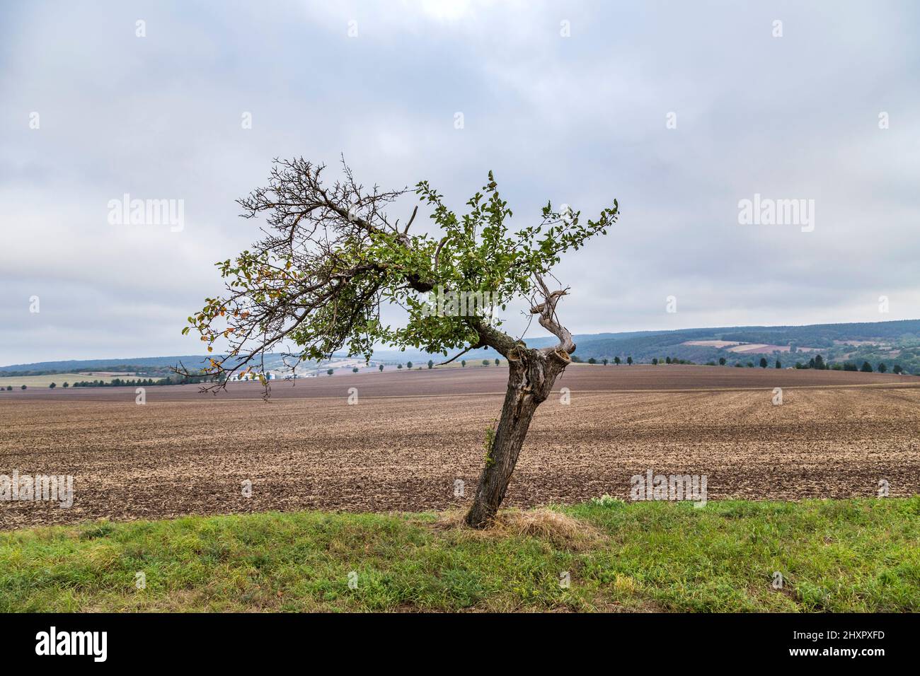 old apple tree grows on a meadow in autumn Stock Photo - Alamy