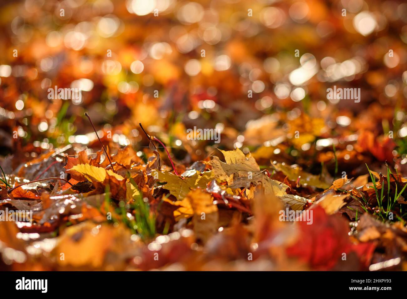 Close-up of beautiful colored autumn leaves lying on the ground in the sunlight. Seen in Germany in October. Stock Photo
