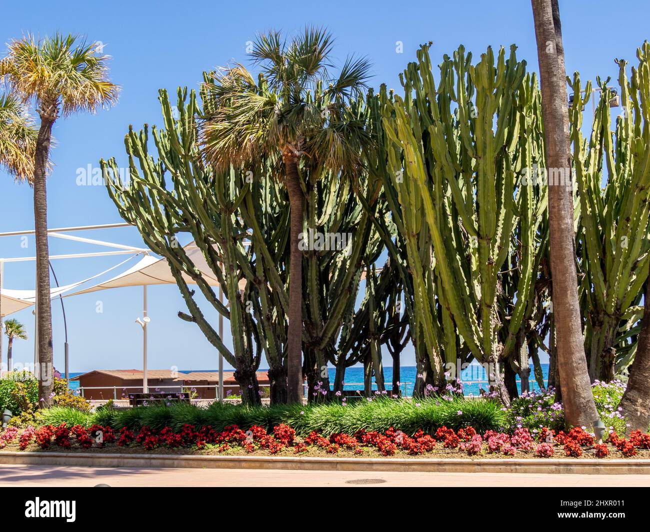 Cactus andalucia spain travel hi-res stock photography and images - Alamy