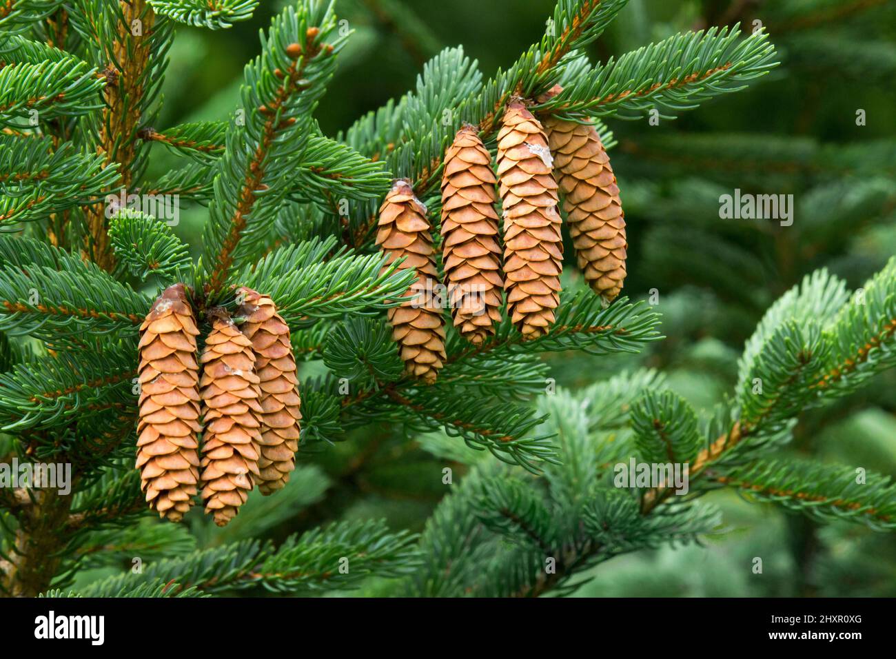 The ripe cones on ac White Spruce tree releasing its seeds in Pennsylvania's Pocono Mountains. Stock Photo