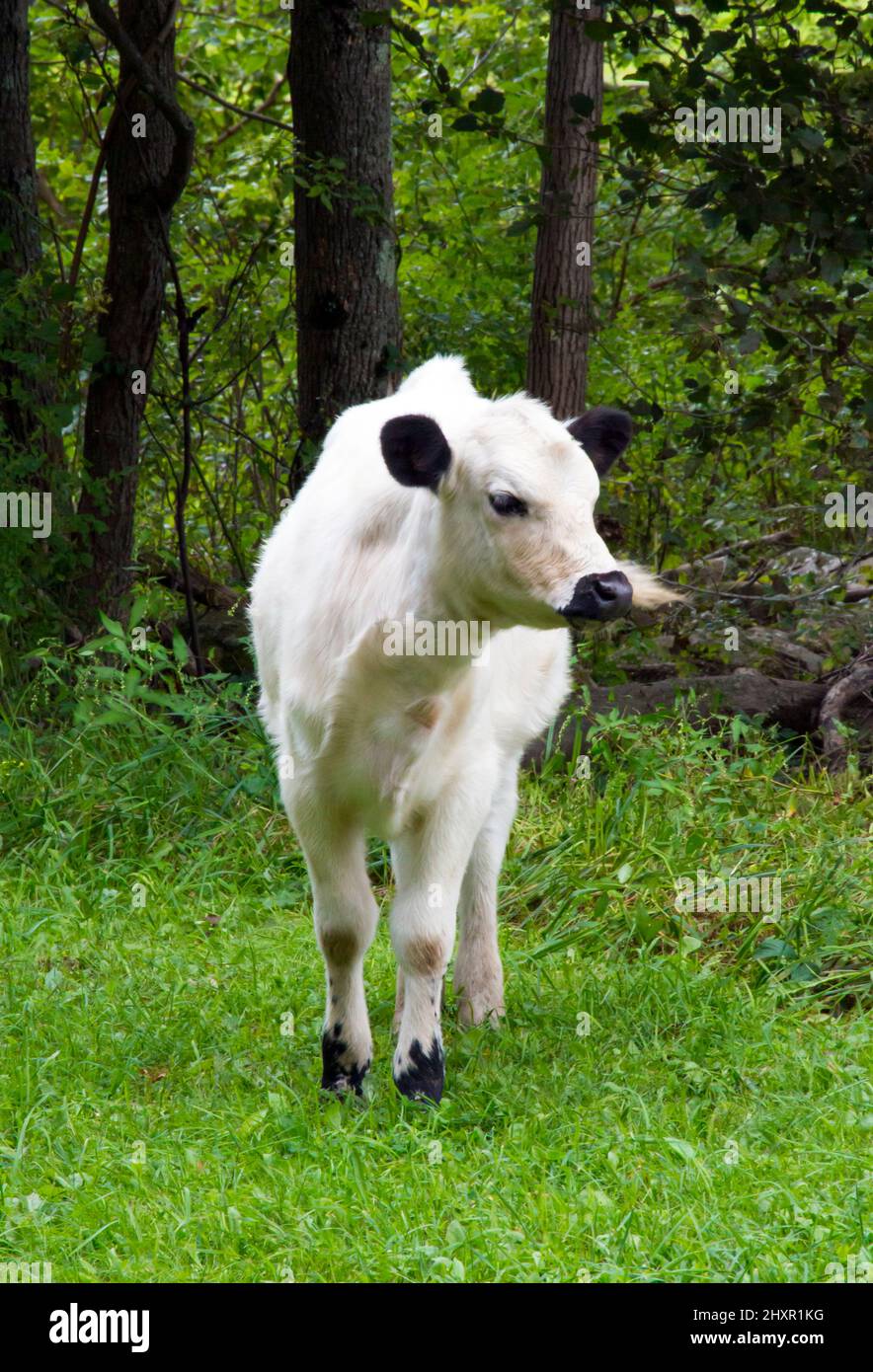 A  British White Cattle grazing in a feild in Pennsylvania's Pocono Mountains.  This is a rare brred raised for both beef and dairy. Stock Photo