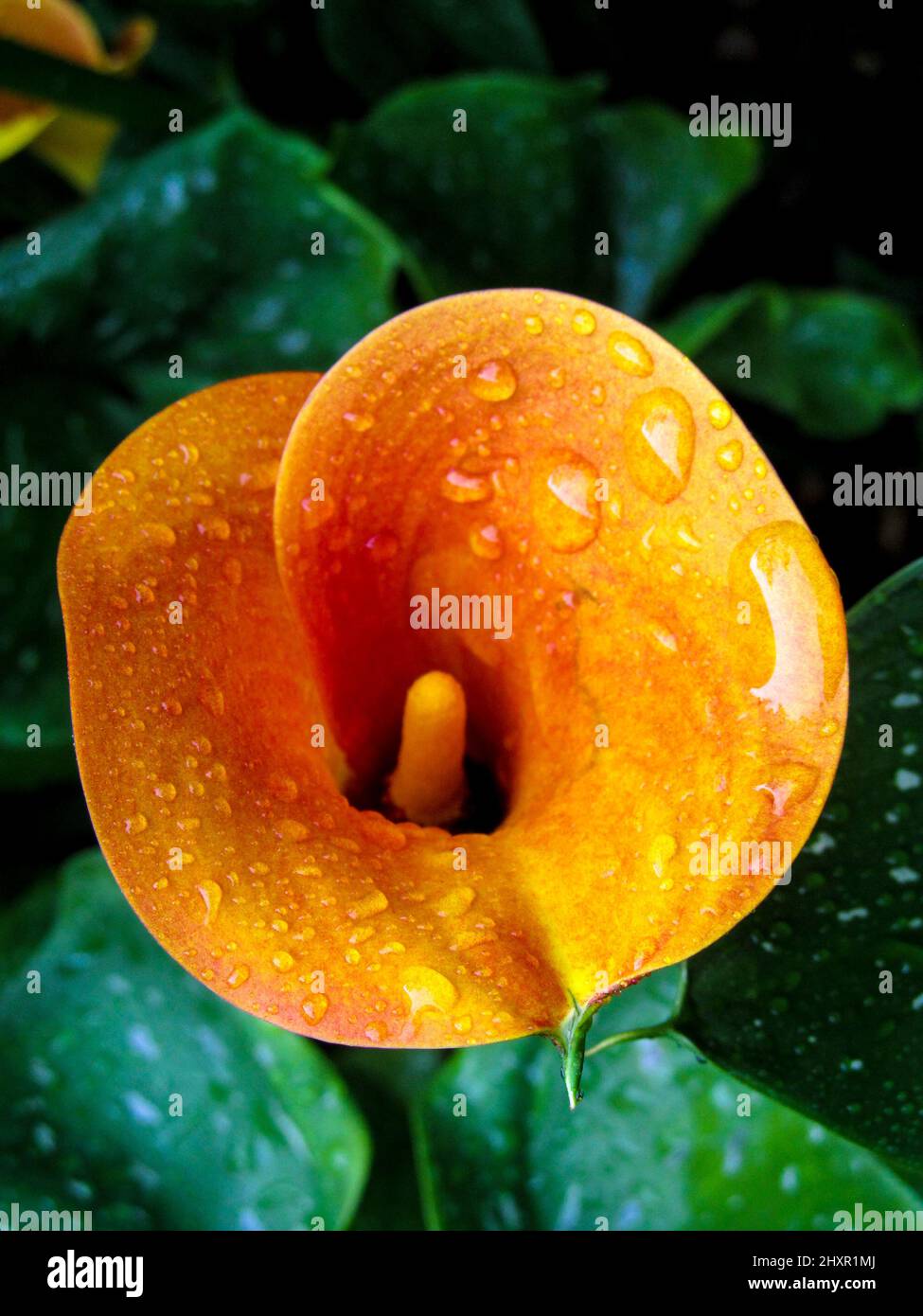 Close view of the bright orange flower of a Calla Lily hybrid, covered ...